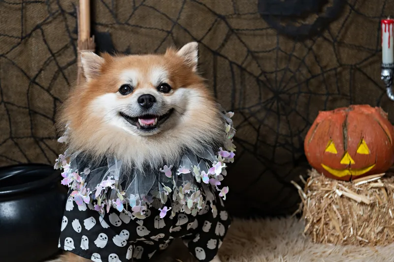 color photo of a fall and halloween photo shoot featuring a Pomeranian dog. The photo was taken by Laura Paesano of Laura Pea Photography, a Long Island pet photographer. 