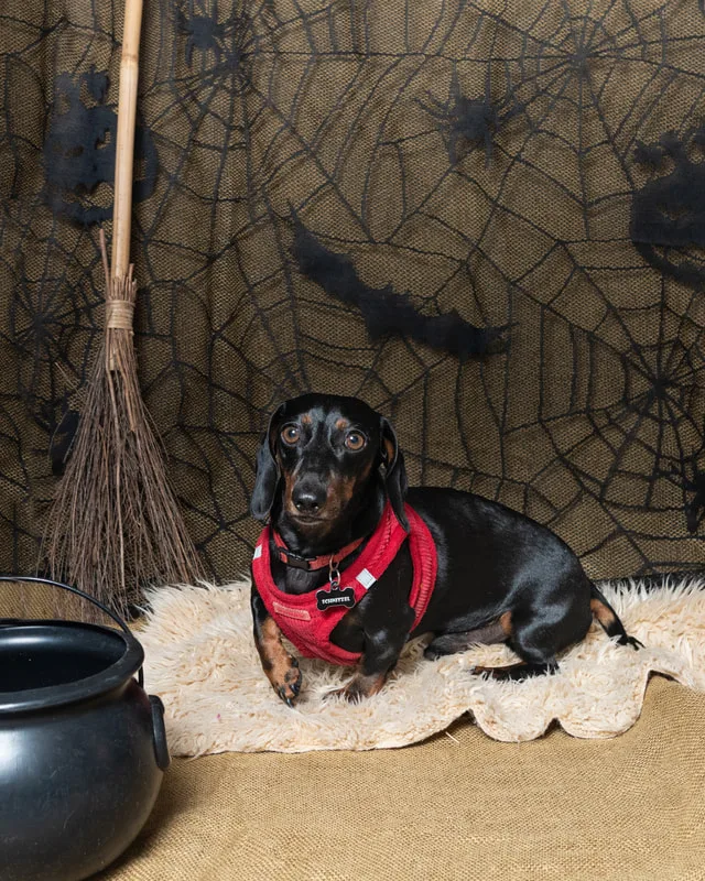 color photo of a fall and halloween photo shoot featuring a dachshund dog. The photo was taken by Laura Paesano of Laura Pea Photography, a Long Island pet photographer. 