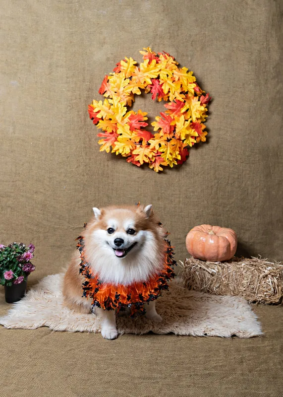 color photo of a fall and halloween photo shoot featuring a Pomeranian dog. The photo was taken by Laura Paesano of Laura Pea Photography, a Long Island pet photographer. 