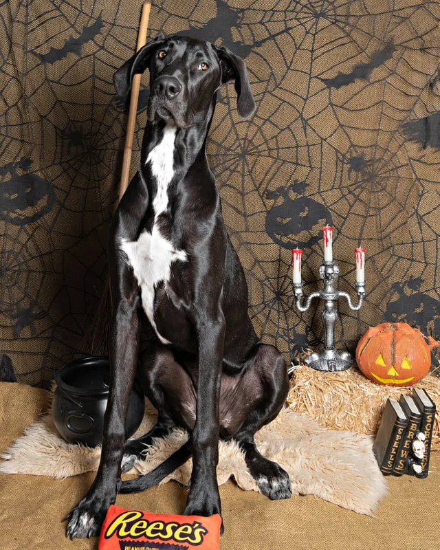 color photo of a fall and halloween photo shoot featuring a Great Dane dog. The photo was taken by Laura Paesano of Laura Pea Photography, a Long Island pet photographer. 
