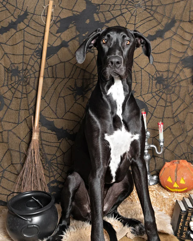 color photo of a fall and halloween photo shoot featuring a Great Dane dog. The photo was taken by Laura Paesano of Laura Pea Photography, a Long Island pet photographer. 