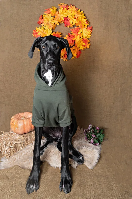 color photo of a fall and halloween photo shoot featuring a Great Dane dog. The photo was taken by Laura Paesano of Laura Pea Photography, a Long Island pet photographer. 