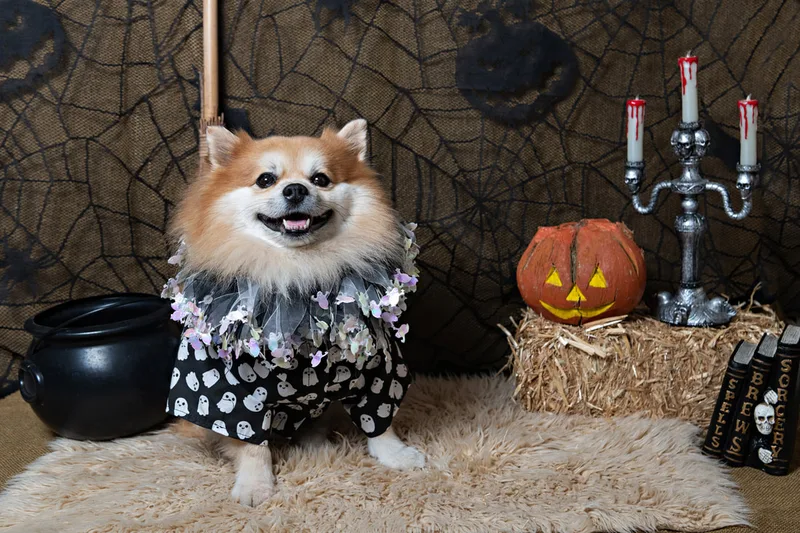 color photo of a fall and halloween photo shoot featuring a Pomeranian dog. The photo was taken by Laura Paesano of Laura Pea Photography, a Long Island pet photographer. 
