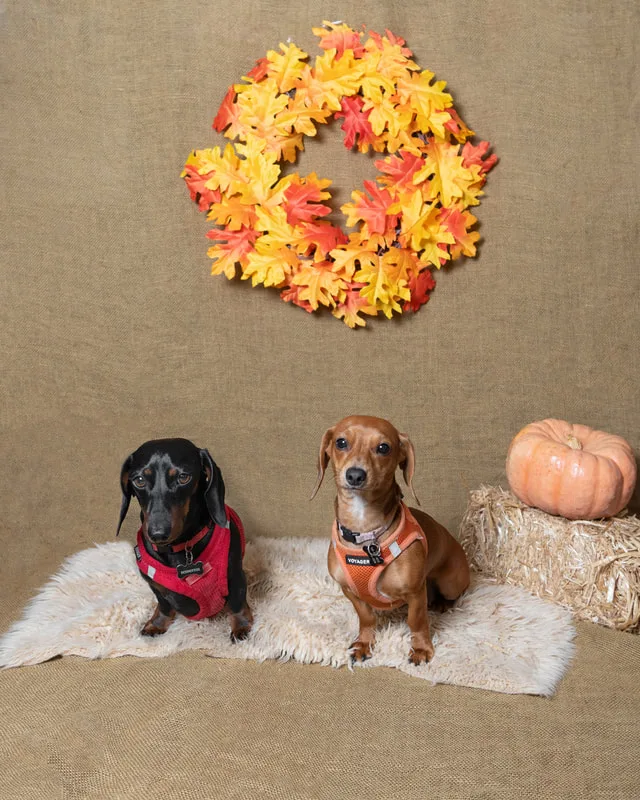 color photo of a fall and halloween photo shoot featuring two dachshund dogs. The photo was taken by Laura Paesano of Laura Pea Photography, a Long Island pet photographer. 