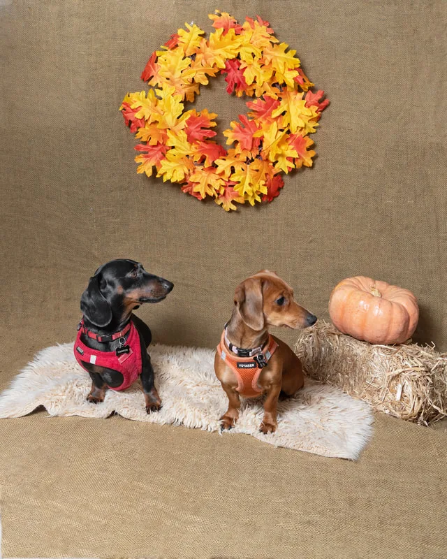 color photo of a fall and halloween photo shoot featuring two dachshund dogs. The photo was taken by Laura Paesano of Laura Pea Photography, a Long Island pet photographer. 