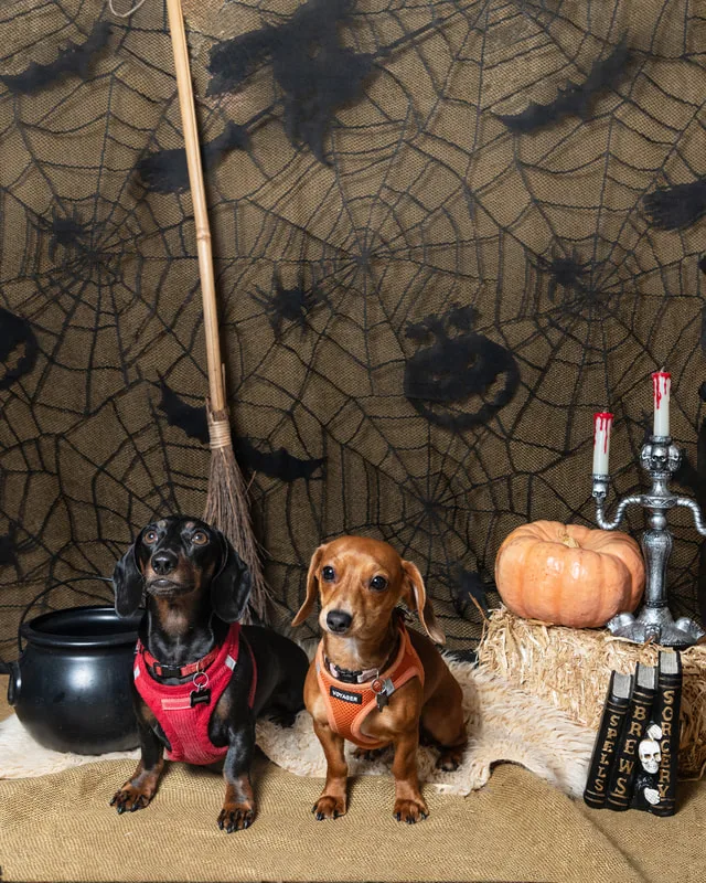 color photo of a fall and halloween photo shoot featuring two dachshund dogs. The photo was taken by Laura Paesano of Laura Pea Photography, a Long Island pet photographer. 