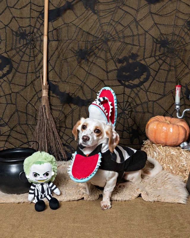 color photo of a fall and halloween photo shoot featuring a dachshund chihuahua mix dog. The photo was taken by Laura Paesano of Laura Pea Photography, a Long Island pet photographer. 