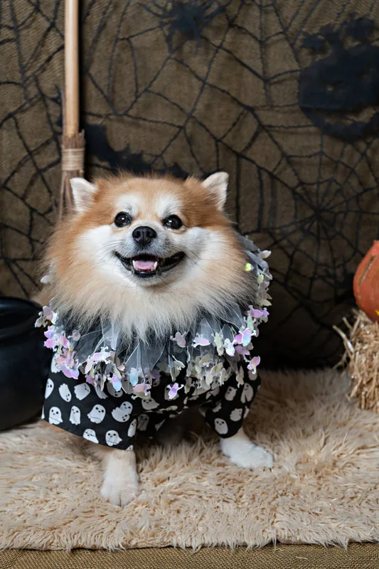 color photo of a fall and halloween photo shoot featuring a Pomeranian dog. The photo was taken by Laura Paesano of Laura Pea Photography, a Long Island pet photographer. 
