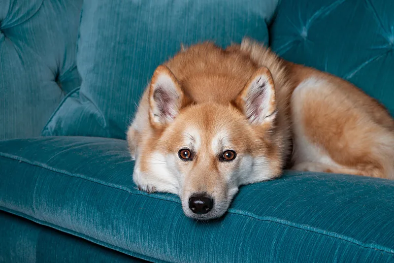 Color photo of a husky mix dog on a blue couch looking at the camera. The photo is by Laura Pea Photography, a Long Island newborn and pet photographer. 