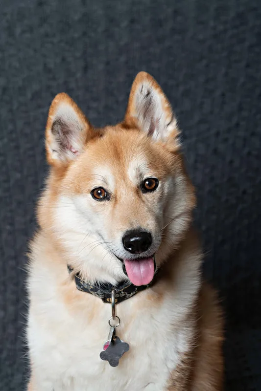 Color photo of a husky mix dog looking into the camera . The photo is by Laura Pea Photography, a Long Island newborn and pet photographer. 