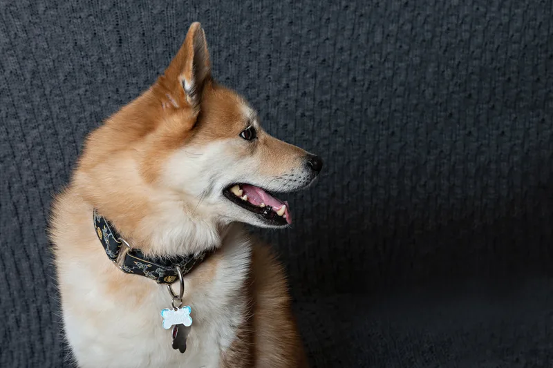 Color profile photo of a husky mix dog . The photo is by Laura Pea Photography, a Long Island newborn and pet photographer. 