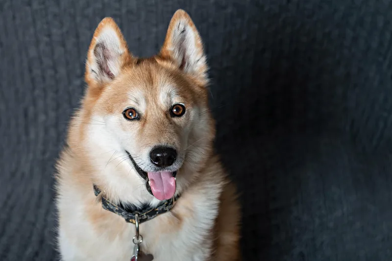Color photo of a husky mix dog looking at the camera . The photo is by Laura Pea Photography, a Long Island newborn and pet photographer. 
