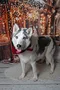 carousel chooser