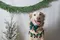 carousel chooser