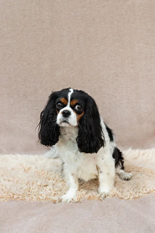 color photo of a male Cavalier King Charles Spaniel dog with black, brown and white fur
