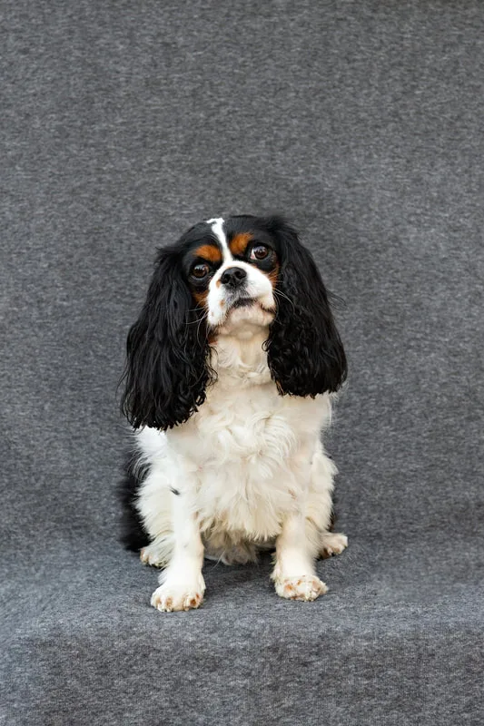 color photo of a male Cavalier King Charles Spaniel dog with black, brown and white fur
