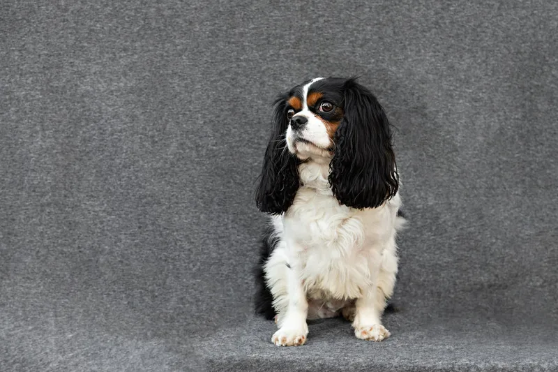 color photo of a male Cavalier King Charles Spaniel dog with black, brown and white fur