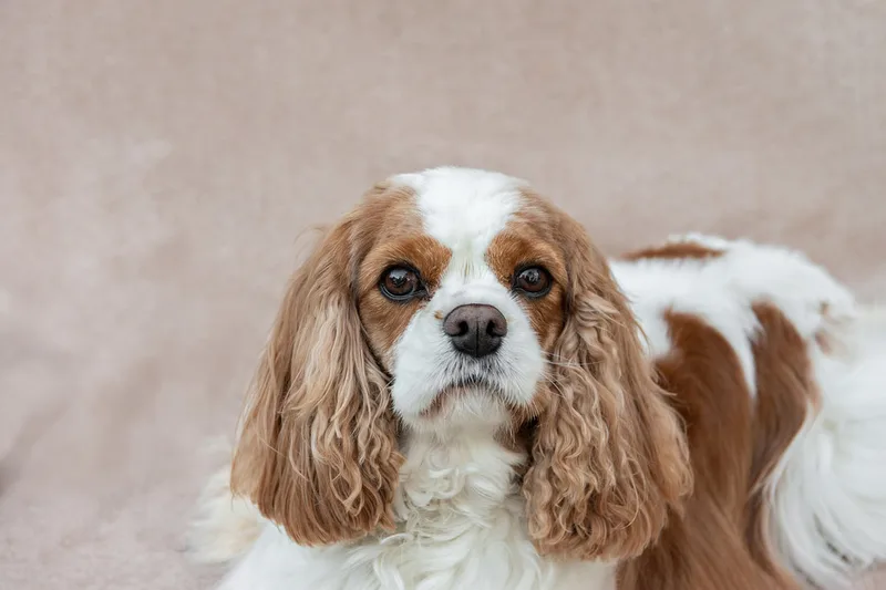 color photo of a female Cavalier King Charles Spaniel dog with brown and white fur
