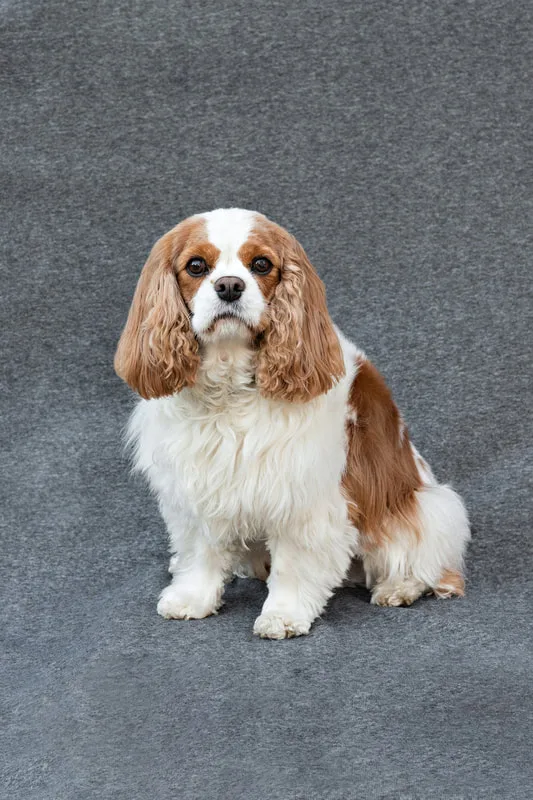 color photo of a female Cavalier King Charles Spaniel dog with brown and white fur