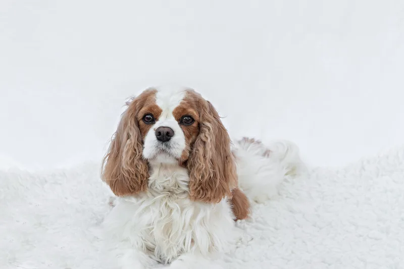color photo of a female Cavalier King Charles Spaniel dog with brown and white fur