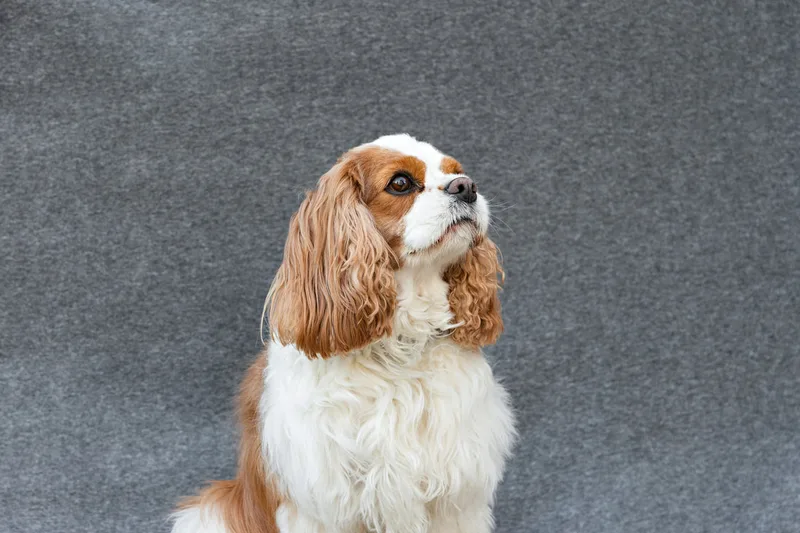 color photo of a female Cavalier King Charles Spaniel dog with brown and white fur