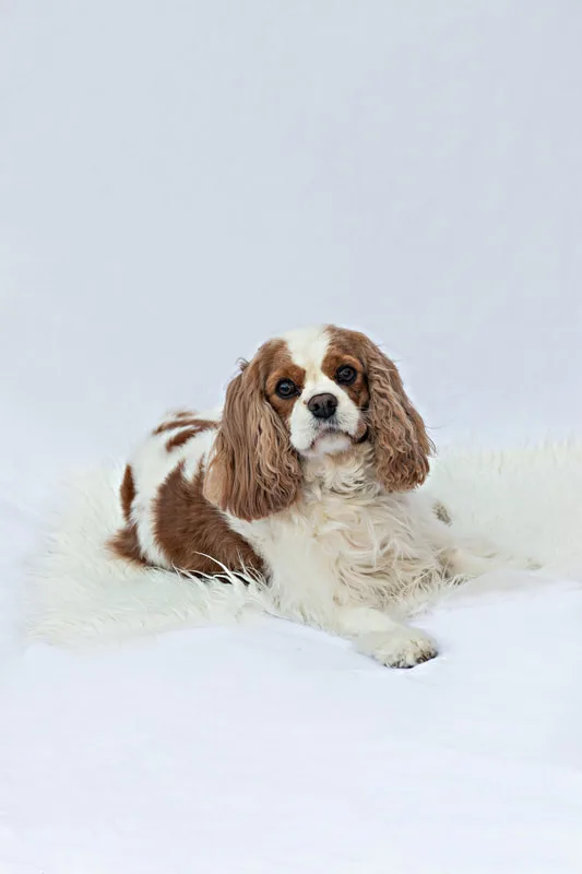 color photo of a female Cavalier King Charles Spaniel dog with brown and white fur