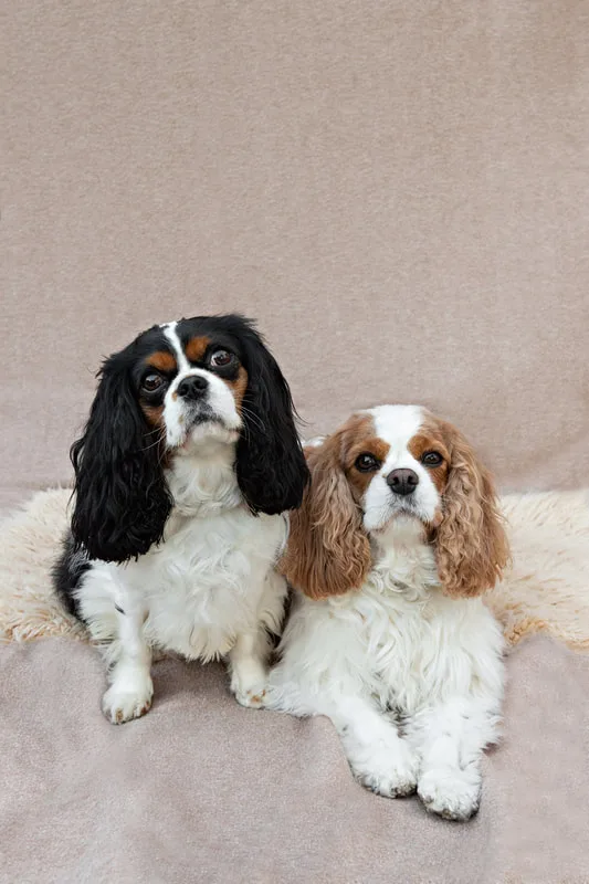 color photo of two Cavalier King Charles Spaniel dogs 