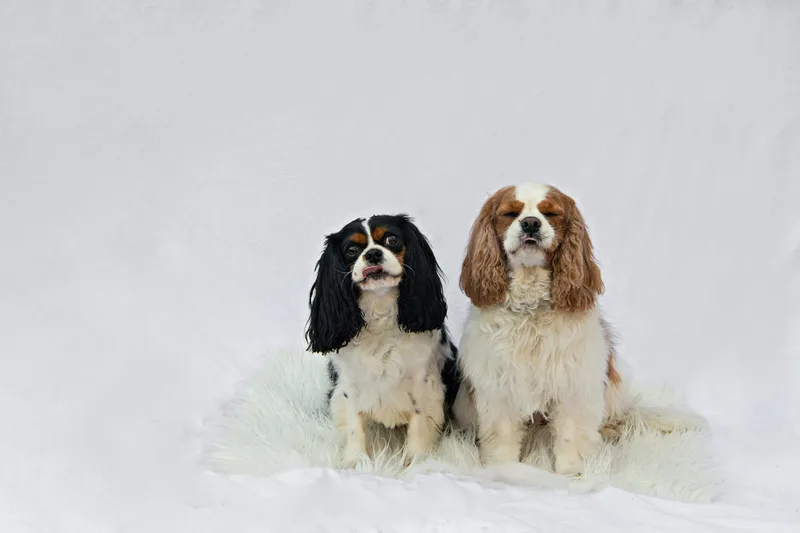 color photo of two Cavalier King Charles Spaniel dogs 