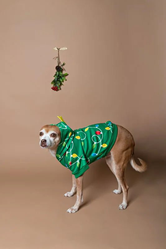 A color photo of a light brown chihuahua mix dog in a Christmas tree costume under mistletoe in front of a light brown paper backdrop. The photo is by Laura Pea Photography, a Long Island based pet photographer. 