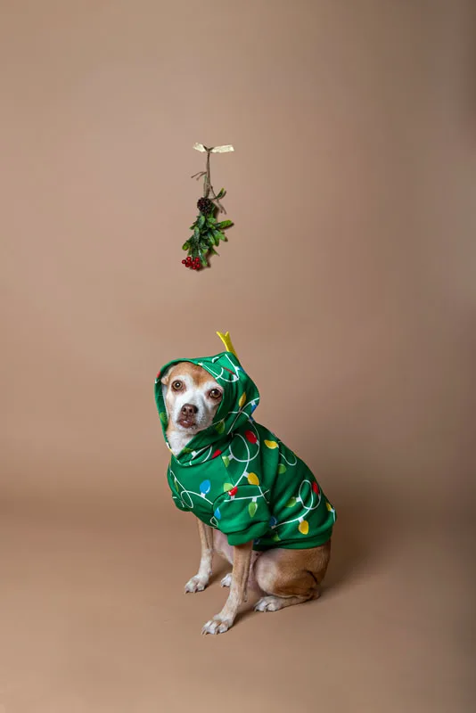 A color photo of a light brown chihuahua mix dog in a Christmas tree costume under mistletoe in front of a light brown paper backdrop. The photo is by Laura Pea Photography, a Long Island based pet photographer. 