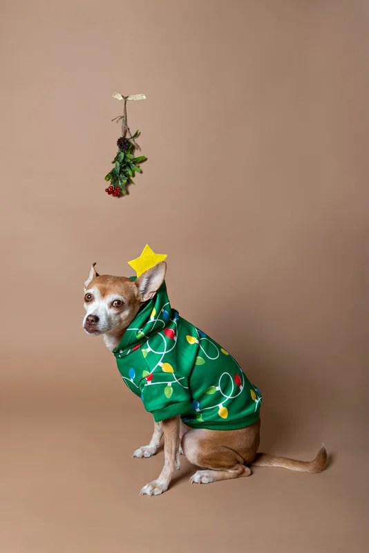 A color photo of a light brown chihuahua mix dog in a Christmas tree costume under mistletoe in front of a light brown paper backdrop. The photo is by Laura Pea Photography, a Long Island based pet photographer. 