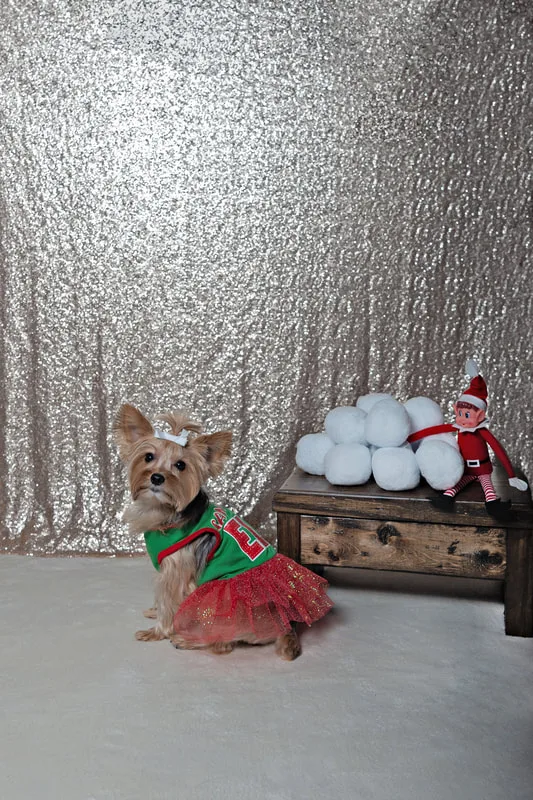 A photo of a Yorkshire terrier (yorkie) dog in a green and red elf dress, looking at the camera next to a shelf with snowballs and a toy elf. The photo is by Laura Pea Photography, a Long Island based pet photographer.
