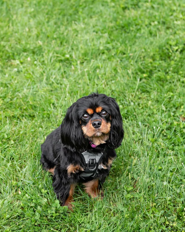color photo of a black and brown spaniel dog taken at a pet portrait program on the lawn of Comsewogue Public Library. The photo was taken by Laura Pea Photography, a Long Island pet photographer. 