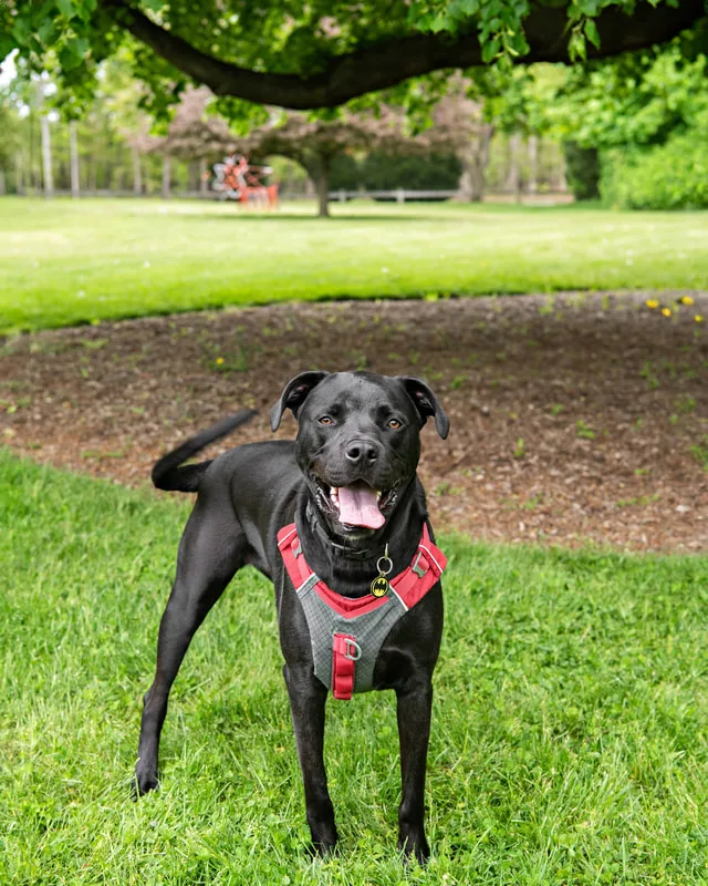 color photo of a black pit bull dog taken at a pet portrait program on the lawn of Comsewogue Public Library. The photo was taken by Laura Pea Photography, a Long Island pet photographer. 