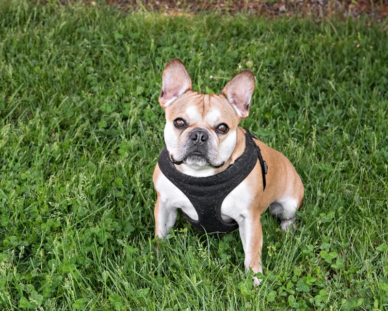 color photo of a french bulldog taken at a pet portrait program on the lawn of Comsewogue Public Library. The photo was taken by Laura Pea Photography, a Long Island pet photographer. 