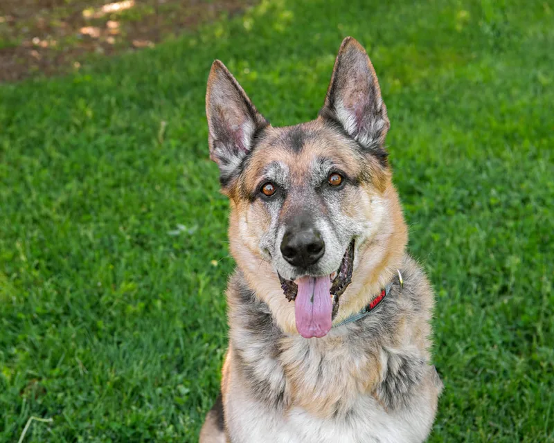 color photo of a german shepherd dog taken at a pet portrait program on the lawn of Comsewogue Public Library. The photo was taken by Laura Pea Photography, a Long Island pet photographer. 
