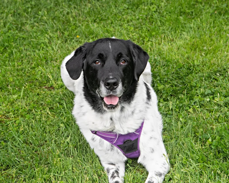 color photo of a black and white mix dog taken at a pet portrait program on the lawn of Comsewogue Public Library. The photo was taken by Laura Pea Photography, a Long Island pet photographer. 