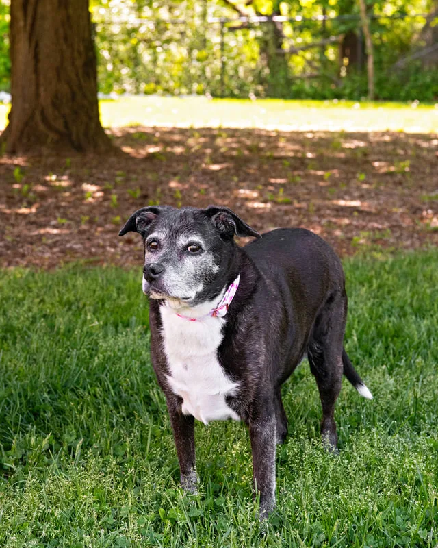 color photo of a black and white mix dog taken at a pet portrait program on the lawn of Comsewogue Public Library. The photo was taken by Laura Pea Photography, a Long Island pet photographer. 