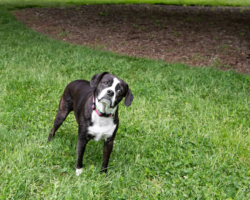 color photo of a black and white mix dog taken at a pet portrait program on the lawn of Comsewogue Public Library. The photo was taken by Laura Pea Photography, a Long Island pet photographer. 