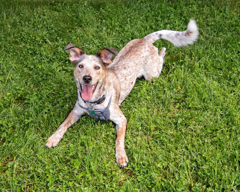 color photo of mutt mix dog taken at a pet portrait program on the lawn of Comsewogue Public Library. The photo was taken by Laura Pea Photography, a Long Island pet photographer. 