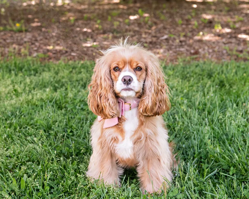 color photo of brown spaniel dog taken at a pet portrait program on the lawn of Comsewogue Public Library. The photo was taken by Laura Pea Photography, a Long Island pet photographer. 