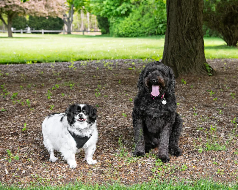 color photo of a black dog and a black and white mix dog taken at a pet portrait program on the lawn of Comsewogue Public Library. The photo was taken by Laura Pea Photography, a Long Island pet photographer. 