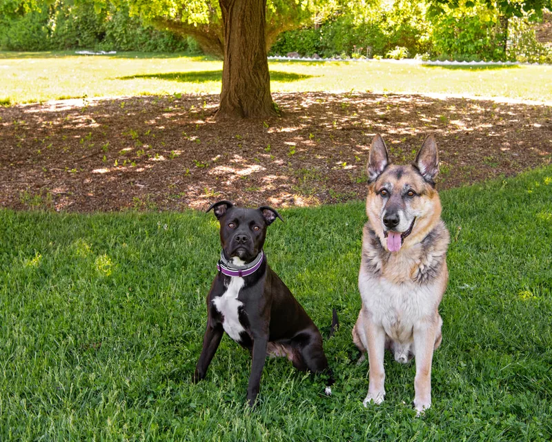 color photo of a black and white mix dog and a german shepherd dog taken at a pet portrait program on the lawn of Comsewogue Public Library. The photo was taken by Laura Pea Photography, a Long Island pet photographer. 