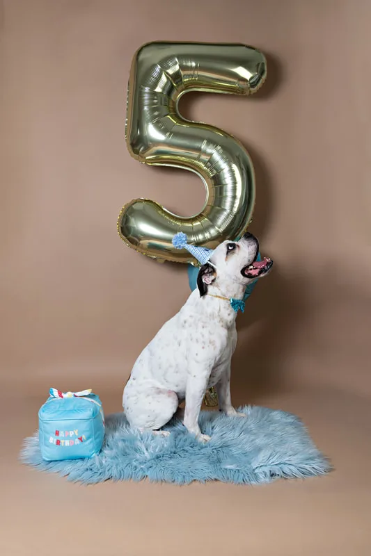 color photo of a bulldog beagle mix dog on a blue furry rug against a brown backdrop with a blue birthday hat, a gold number 5 balloon and a blue heart balloon. The photo was taken by Laura Pea Photography, a Long Island pet photographer. 