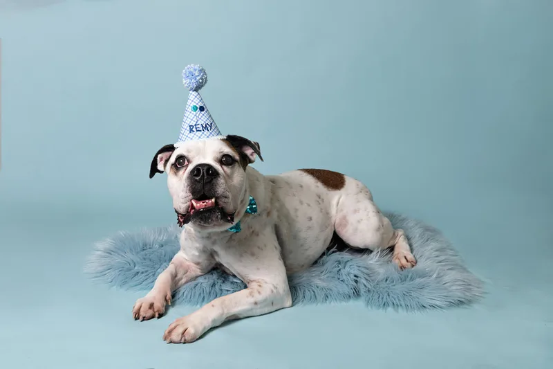 color photo of a bulldog beagle mix dog on a blue furry rug against a blue backdrop with a blue birthday hat. The photo was taken by Laura Pea Photography, a Long Island pet photographer. 