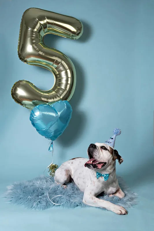color photo of a bulldog beagle mix dog on a blue furry rug against a blue backdrop with a blue birthday hat, a gold number 5 balloon and a blue heart balloon. The photo was taken by Laura Pea Photography, a Long Island pet photographer. 