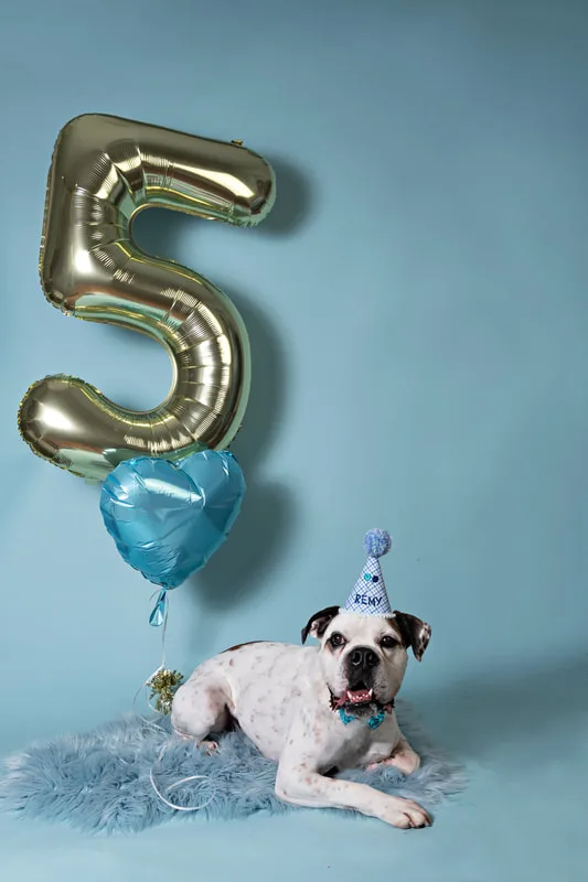 color photo of a bulldog beagle mix dog on a blue furry rug against a blue backdrop with a blue birthday hat, a gold number 5 balloon and a blue heart balloon. The photo was taken by Laura Pea Photography, a Long Island pet photographer. 