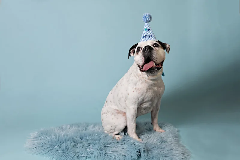 color photo of a bulldog beagle mix dog on a blue furry rug against a blue backdrop with a blue birthday hat. The photo was taken by Laura Pea Photography, a Long Island pet photographer. 