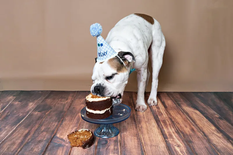color photo of a bulldog beagle mix dog against a brown backdrop with a blue birthday hat eating a dog birthday cake. The photo was taken by Laura Pea Photography, a Long Island pet photographer. 