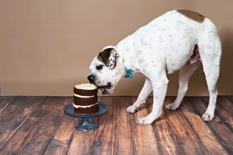 color photo of a bulldog beagle mix dog against a brown backdrop eating a dog birthday cake. The photo was taken by Laura Pea Photography, a Long Island pet photographer. 